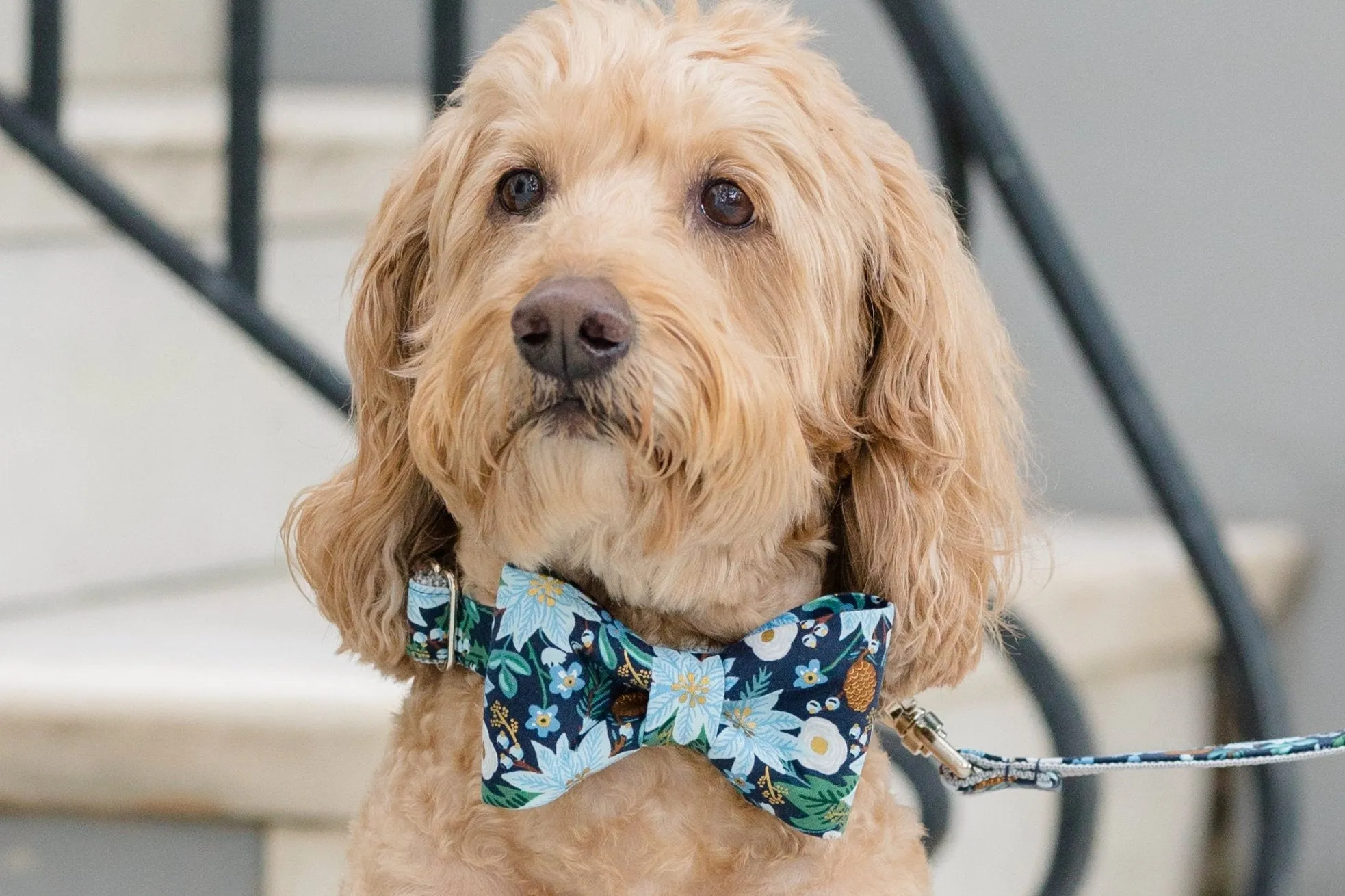 Winter Poinsettia Bow Tie Dog Collar